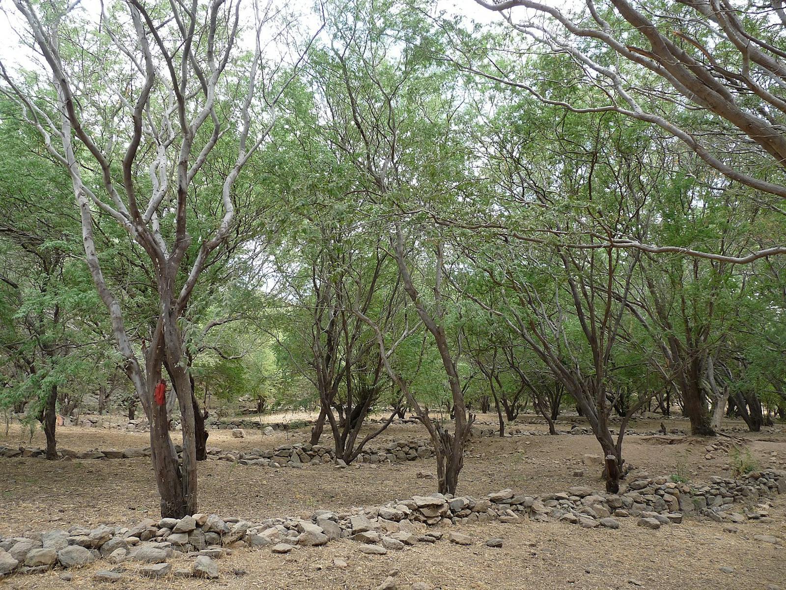 Cape Verde Islands Dry Forests One Earth